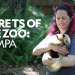 Secrets Of The Zoo: Tampa - Temporada 2 próximamente en Disney + (EE. UU.) |  Qué hay en Disney Plus
