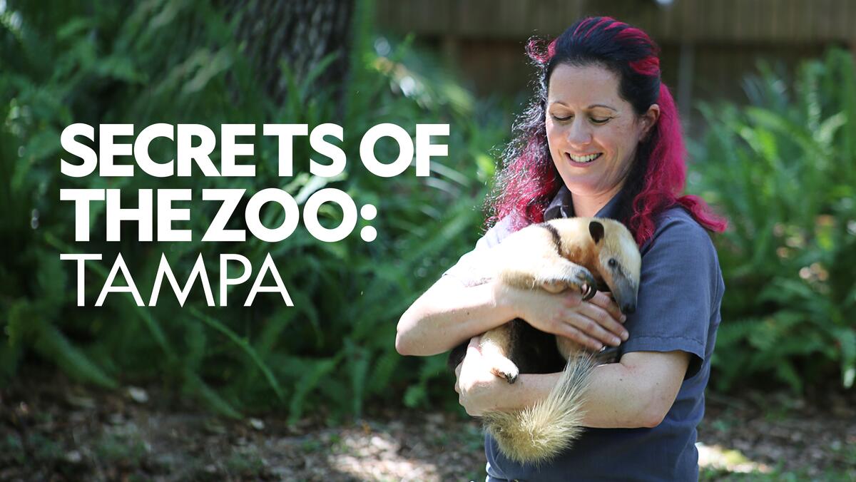Secrets Of The Zoo: Tampa - Temporada 2 próximamente en Disney + (EE. UU.) |  Qué hay en Disney Plus