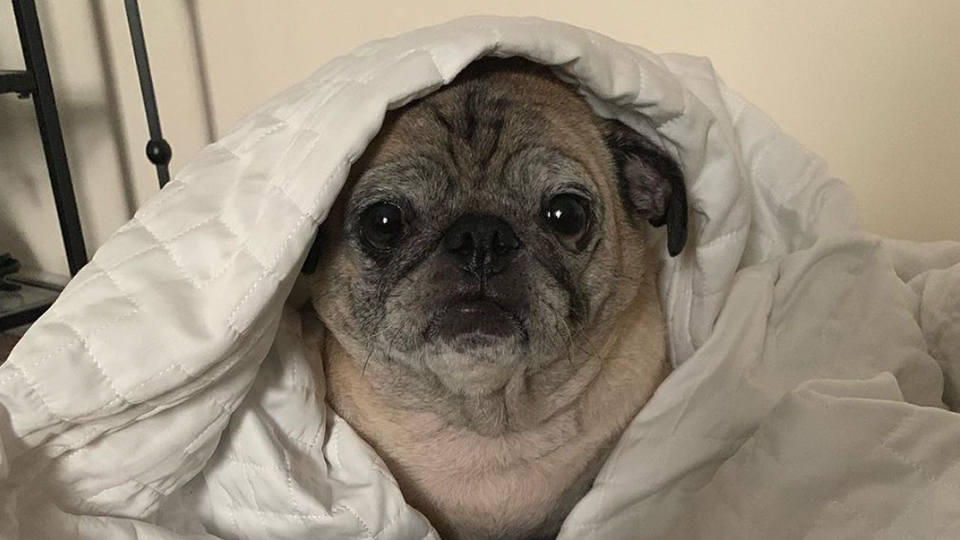 What Does A ‘No Bones Day’ Mean? Meet Noodle, The Pug Calling The Shots