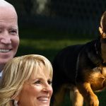 Bidens da la bienvenida a un nuevo cachorro de pastor alemán, comandante, en la Casa Blanca