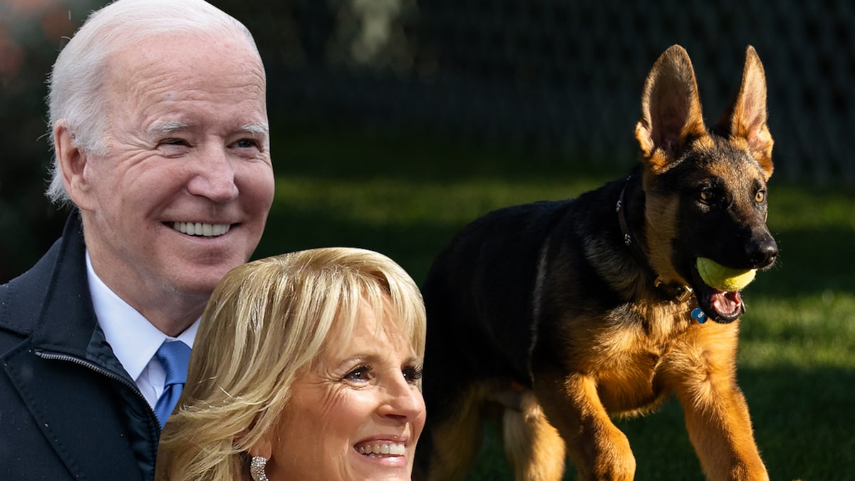 Bidens da la bienvenida a un nuevo cachorro de pastor alemán, comandante, en la Casa Blanca