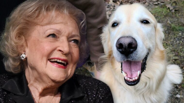 El desafío del cumpleaños de Betty White recauda miles, el perro se somete a una cirugía que le salva la vida