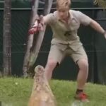 Llamada cercana: Robert Irwin, de 18 años, casi fue COMIDO por un cocodrilo en el zoológico de Australia recientemente después de que ignoró su almuerzo y se abalanzó sobre él.