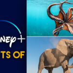 “Secretos de los elefantes” y “Secretos del pulpo” llegarán a Disney+ |  Qué hay en Disney Plus