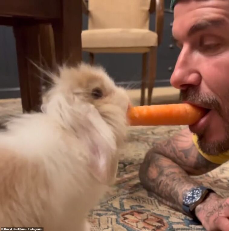 Dulce: David Beckham compartió un video adorable de la coneja mascota de la familia, Coco, mientras Bianca Gascoigne se asoleaba en las Maldivas mientras una serie de celebridades marcaban el fin de semana de Pascua con una plétora de instantáneas.