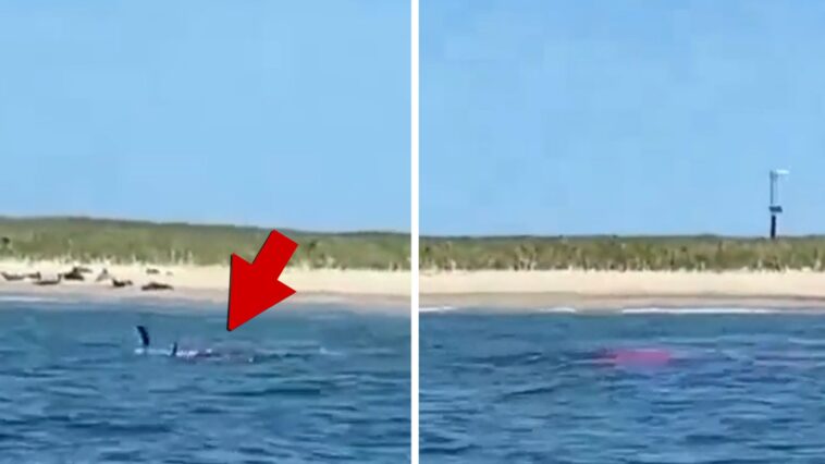 Gran tiburón blanco devorando una foca en la playa, primer avistamiento de la temporada