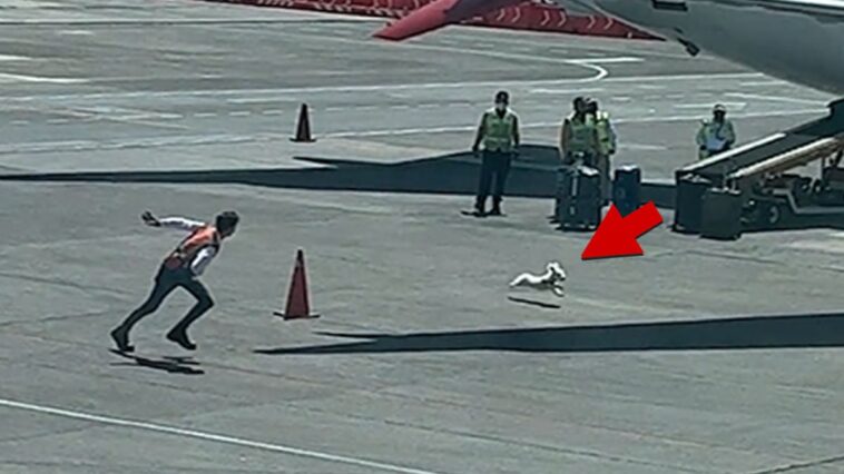 Perro se escapa de los manipuladores de equipaje en la pista del aeropuerto