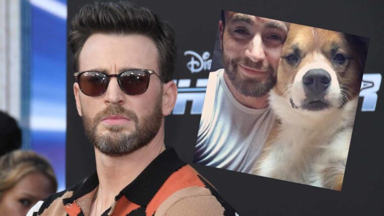 Chris Evans dice que adoptar al perro Dodger fue la "mejor decisión" de su vida e insta a las personas a rescatar a los cachorros mayores