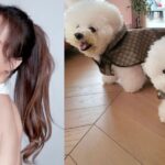 Jolin Tsai viste a sus perros con atuendos de Gucci que cuestan más que la ropa humana normal