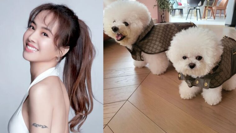 Jolin Tsai viste a sus perros con atuendos de Gucci que cuestan más que la ropa humana normal