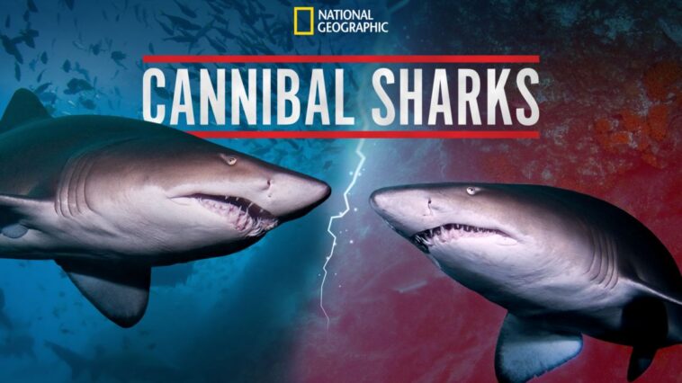 “Sharks vs. Dolphins: Blood Battle” y “Cannibal Sharks” próximamente en Disney+ (EE. UU.)