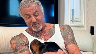 Sylvester Stallone se divorcia y se tatúa en el hombro la cara de su perro para tapar la de su exmujer, Jennifer Flavin