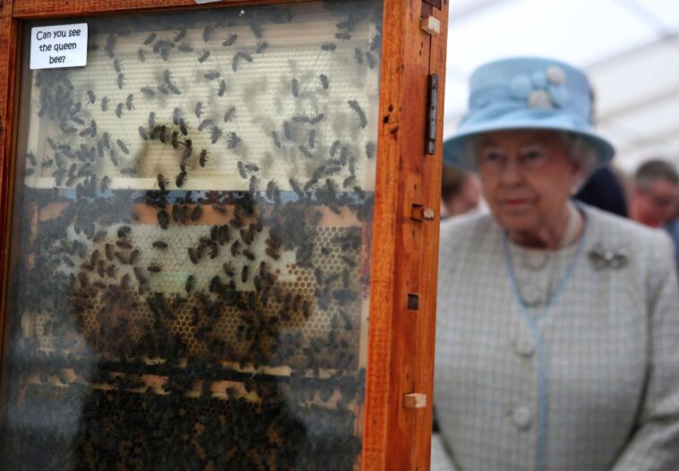 Las abejas de la reina Isabel II han sido informadas de su muerte