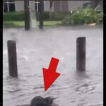 Meteorólogo de Florida criticado por publicar un video de un gato luchando contra el huracán Ian