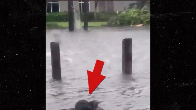 Meteorólogo de Florida criticado por publicar un video de un gato luchando contra el huracán Ian