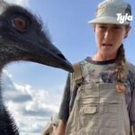 Emmanuel el emú enfermo después de que los gansos salvajes y la gripe aviar atacaran una granja en Florida