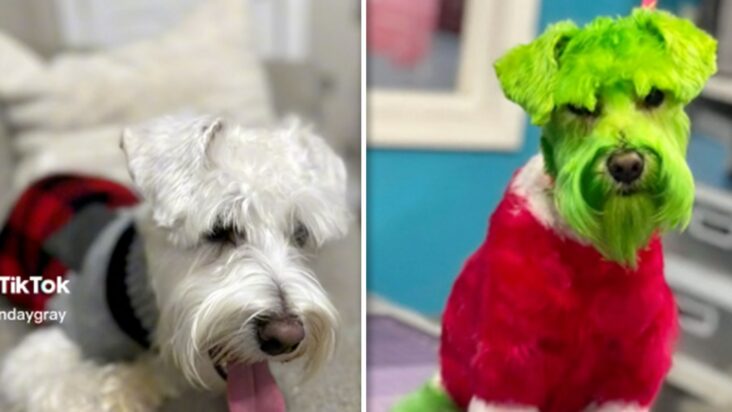 perro arreglado para parecerse al grinch