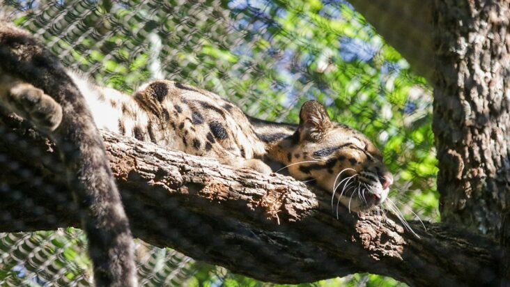 zoológico de dallas cierra tras desaparición de leopardo nublado